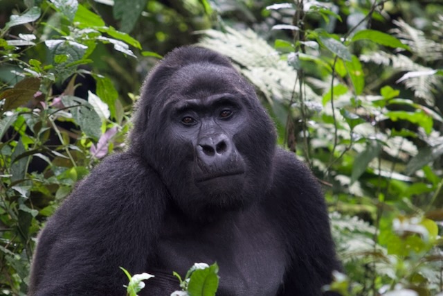 Silver back gorilla in Uganda